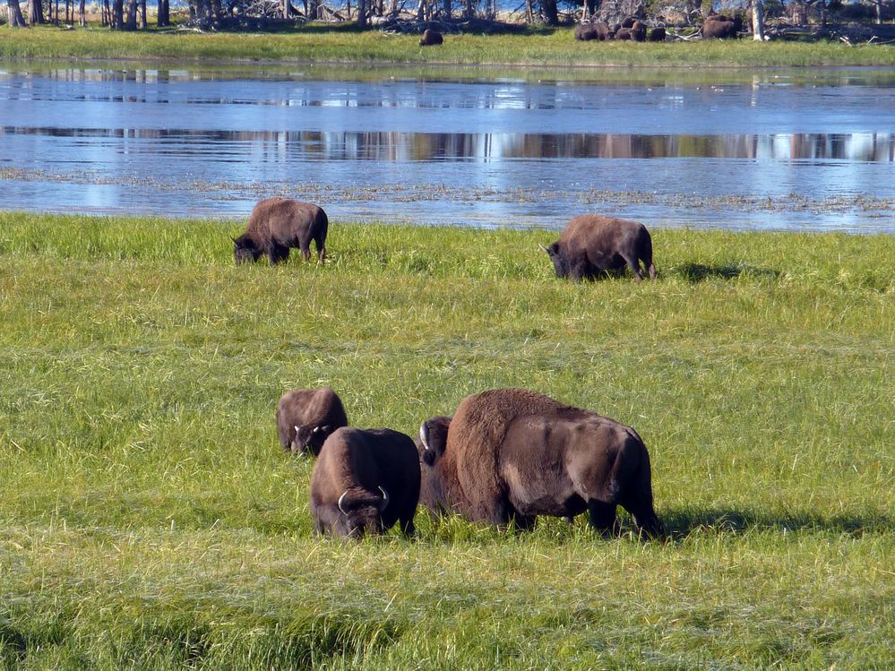 Yellowstone (9).JPG